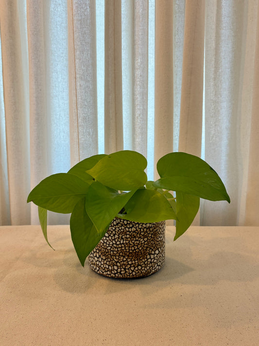 Desert Crackle Small Planter